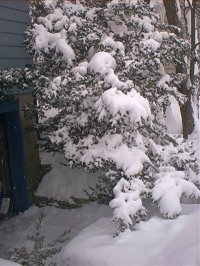 trees outside my house weighed down by snow