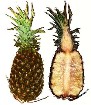 pineapple